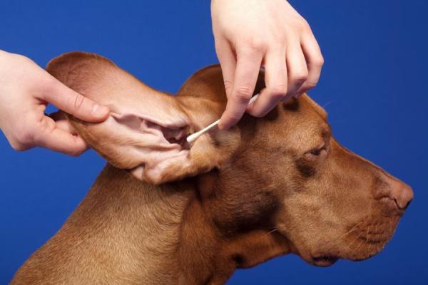 Niveles normales de glucosa en perros: cómo medir los niveles de glucosa en sangre en perros