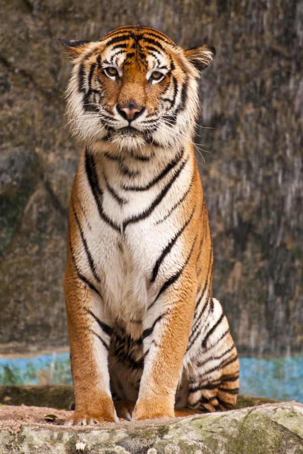 Tipos de tigres en todo el mundo: subespecies de tigre - tigre indochino