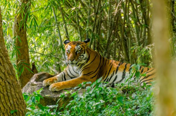 Tipos de tigres en todo el mundo: subespecies de tigre - tigre de Bengala