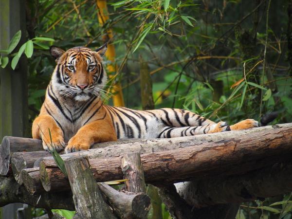 Tipos de tigres en todo el mundo: subespecies de tigre - tigre malayo