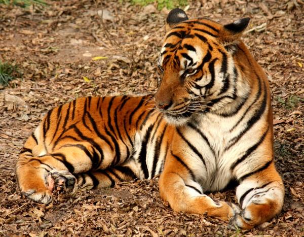 Tipos de tigres en todo el mundo: subespecies de tigre - Tigre del sur de China