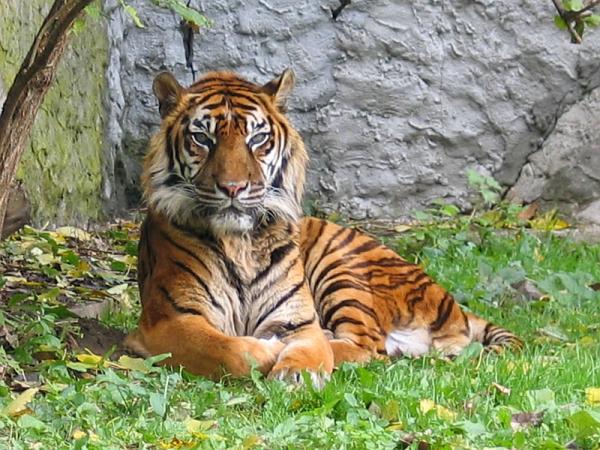 Tipos de tigres en todo el mundo: subespecies de tigre - Tigre de Sumatra