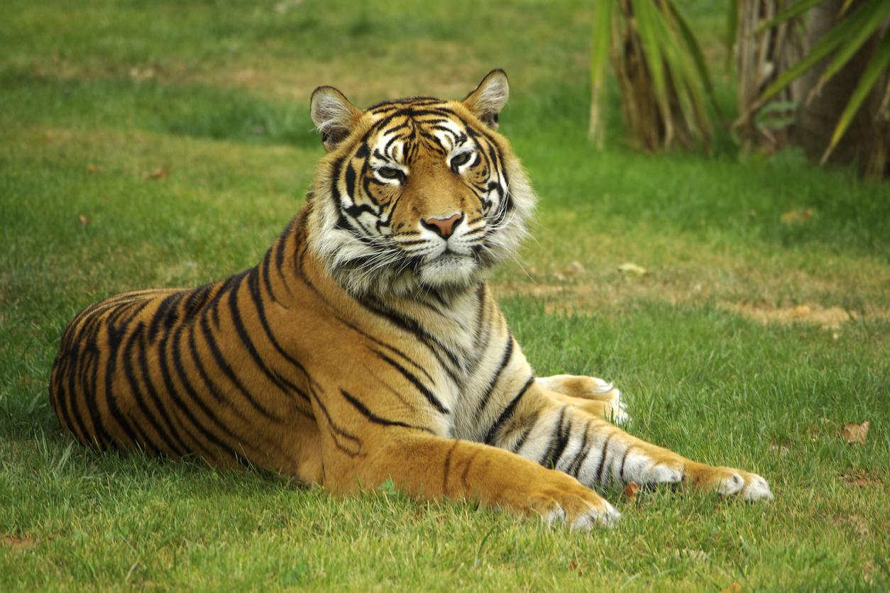 Tipos De Tigres en Todo El Mundo: Subespecies De Tigre