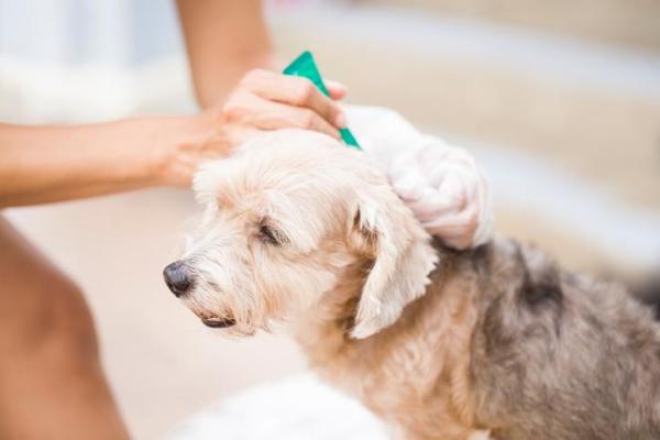 Babesiosis en perros - Síntomas, causas y prevención - Babeosis en perros: prevención