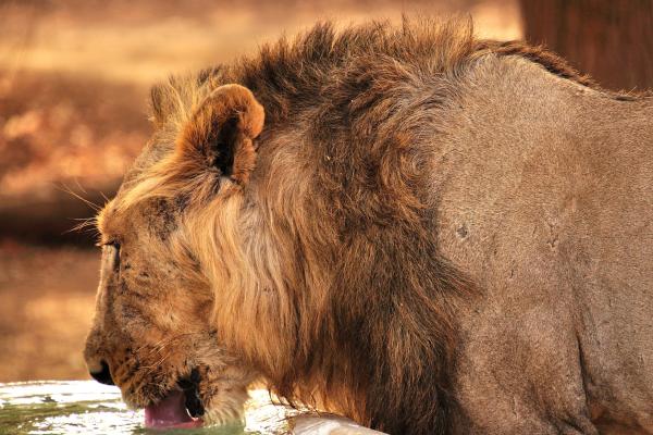 Animales en peligro de extinción de la India - Con imágenes - León asiático