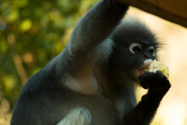 Animales en peligro de extinción de la India - Con imágenes - Mono hoja de Phayre
