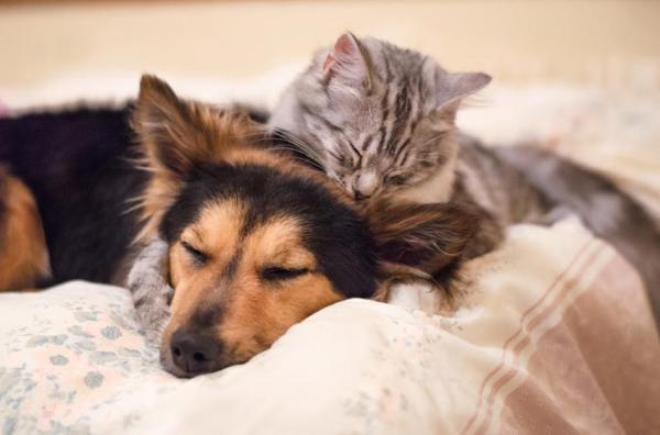 Arándanos Para Perros y Gatos - Indicaciones y usos de los arándanos en perros y gatos