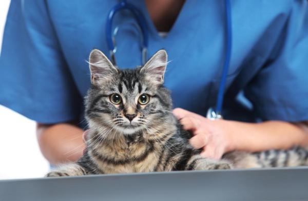 Hipertensión arterial sistémica en gatos - Tratamiento de la hipertensión arterial sistémica en gatos