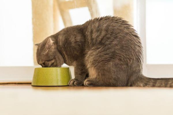 Cómo saber si mi gato está enfermo - 7. ¿Bebe agua en exceso?