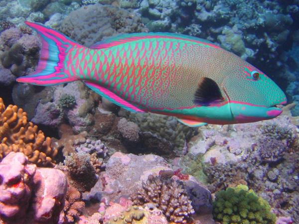 Los 8 peces de agua salada más bellos del mundo - Pez loro