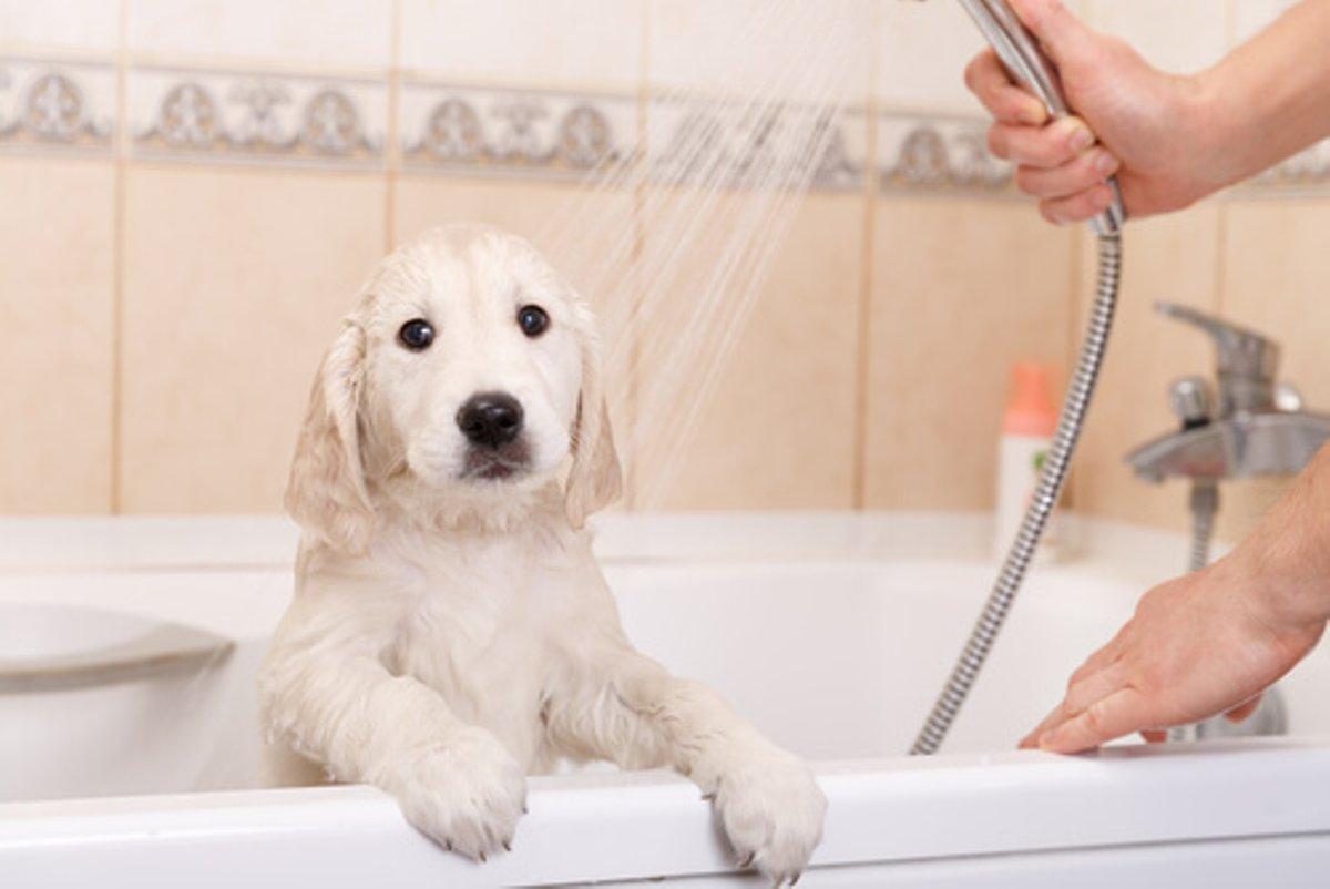 ¿puedo Bañar a Mi Perro Después De La Vacunación?