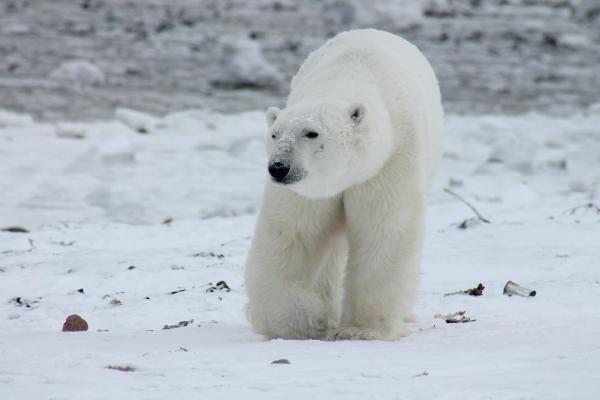 ¿Cómo sobreviven los osos polares al frío?  - ¿Los osos polares sobreviven al frío gracias a su pelaje?