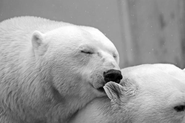 ¿Cómo sobreviven los osos polares al frío?  - ¿Cómo se han adaptado los osos polares para sobrevivir al frío?