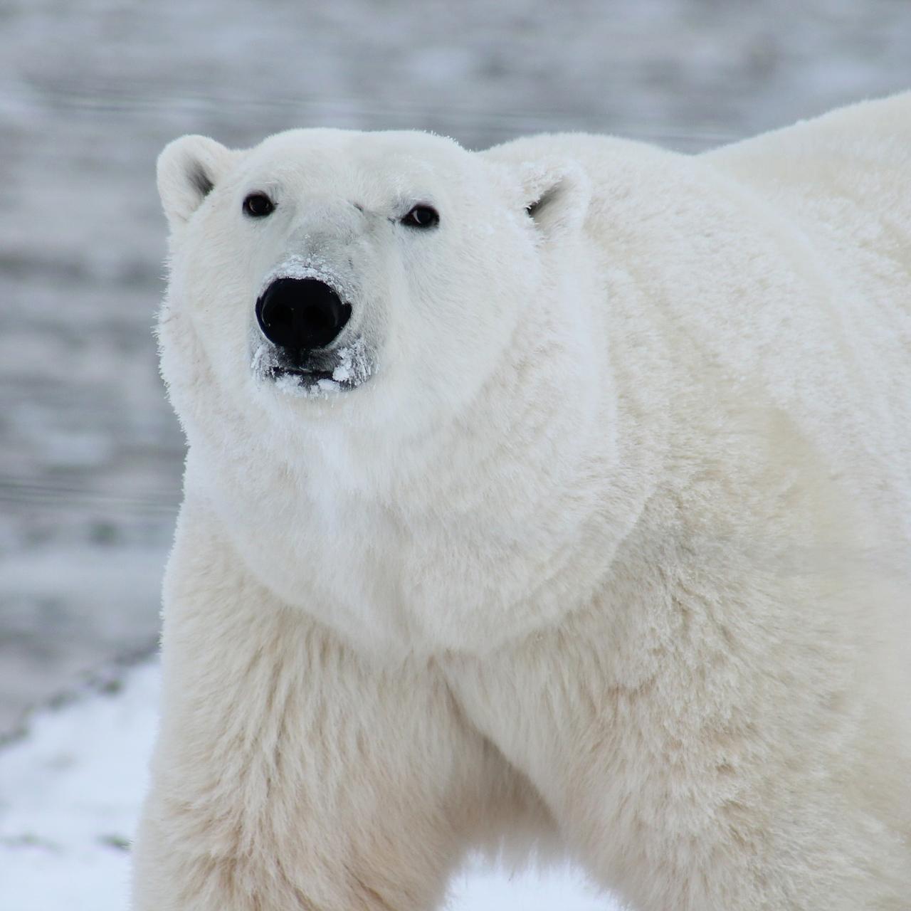 ¿cómo Sobreviven Los Osos Polares Al Frío?