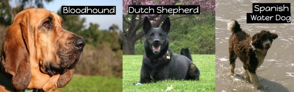 ¿Cuáles son las mejores razas de perros policía?  - perros forenses