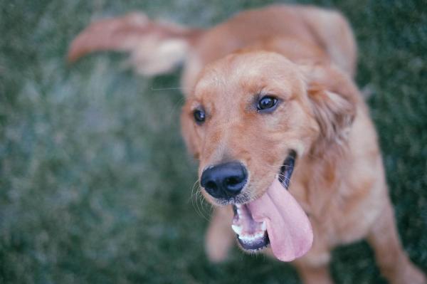 15 cosas que debes saber sobre los perros - Los perros siempre están felices