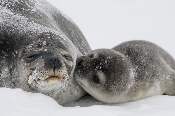 Tipos de focas en todo el mundo: ¿Cómo se adaptan las focas a las aguas frías?