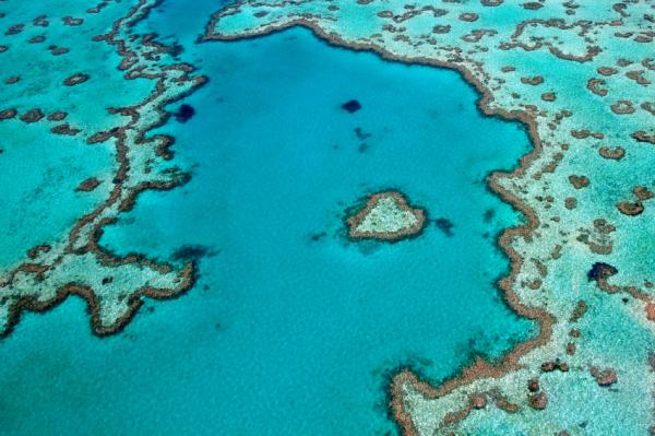 Animales en peligro de extinción en la Gran Barrera de Coral - Coral 