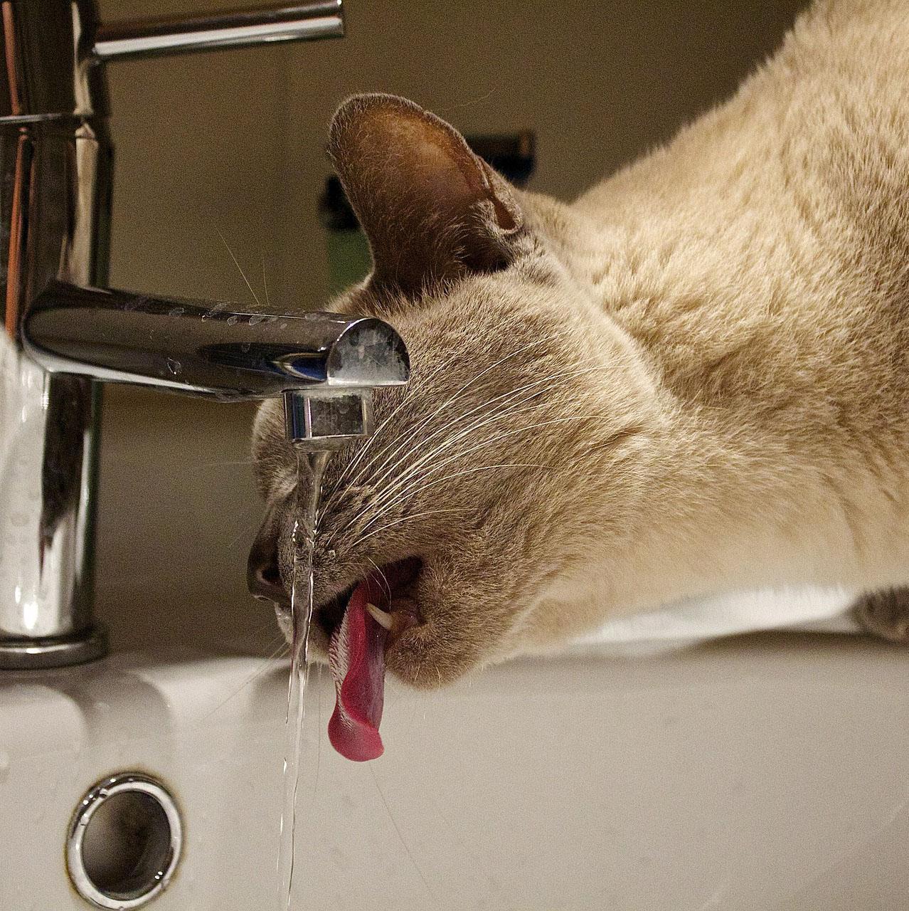 Cómo Saber Si Un Gato Está Deshidratado