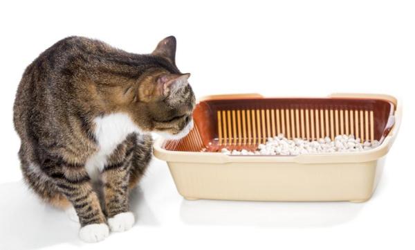 5 cosas que tu gato odia de ti - 2. Todo debe estar limpio... ¡Muy limpio!