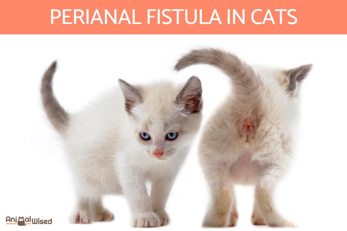 Fístula Perianal en Gatos: Causas Y Tratamiento