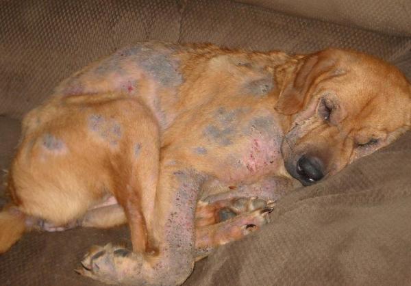 Sarna en Perros - Síntomas y detección de sarna en perros