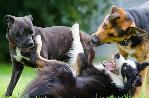 Sarna en perros - Contagio - ¿De dónde viene la sarna en perros?