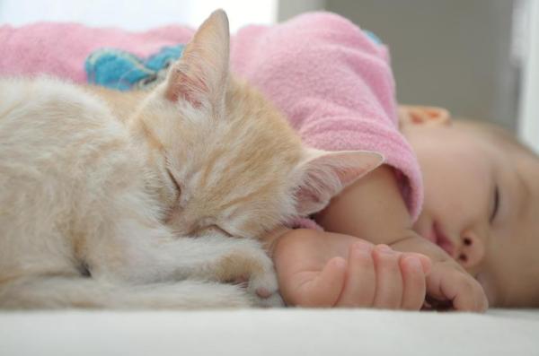 Beneficios de tener un gato - El ronroneo de un gato te relaja