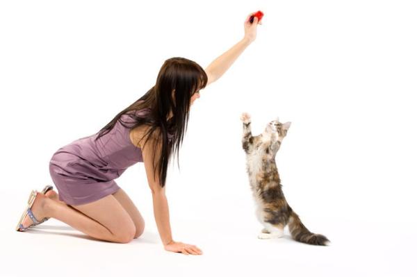 Beneficios de tener un gato: los gatos aprenden rápido