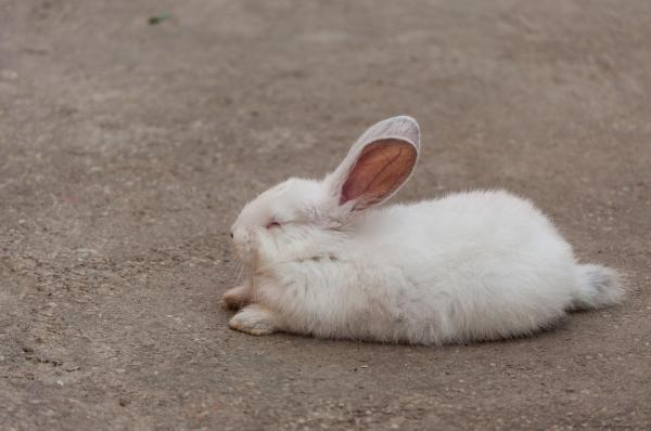 Enfermedades más comunes en conejos - Enfermedades virales comunes en conejos