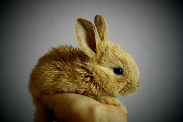 Enfermedades más comunes en conejos - Enfermedades genéticas en conejos