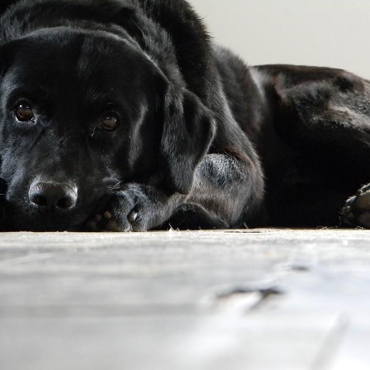 Mi Perro Vomita Espuma Blanca: Síntomas, Causas Y Tratamiento