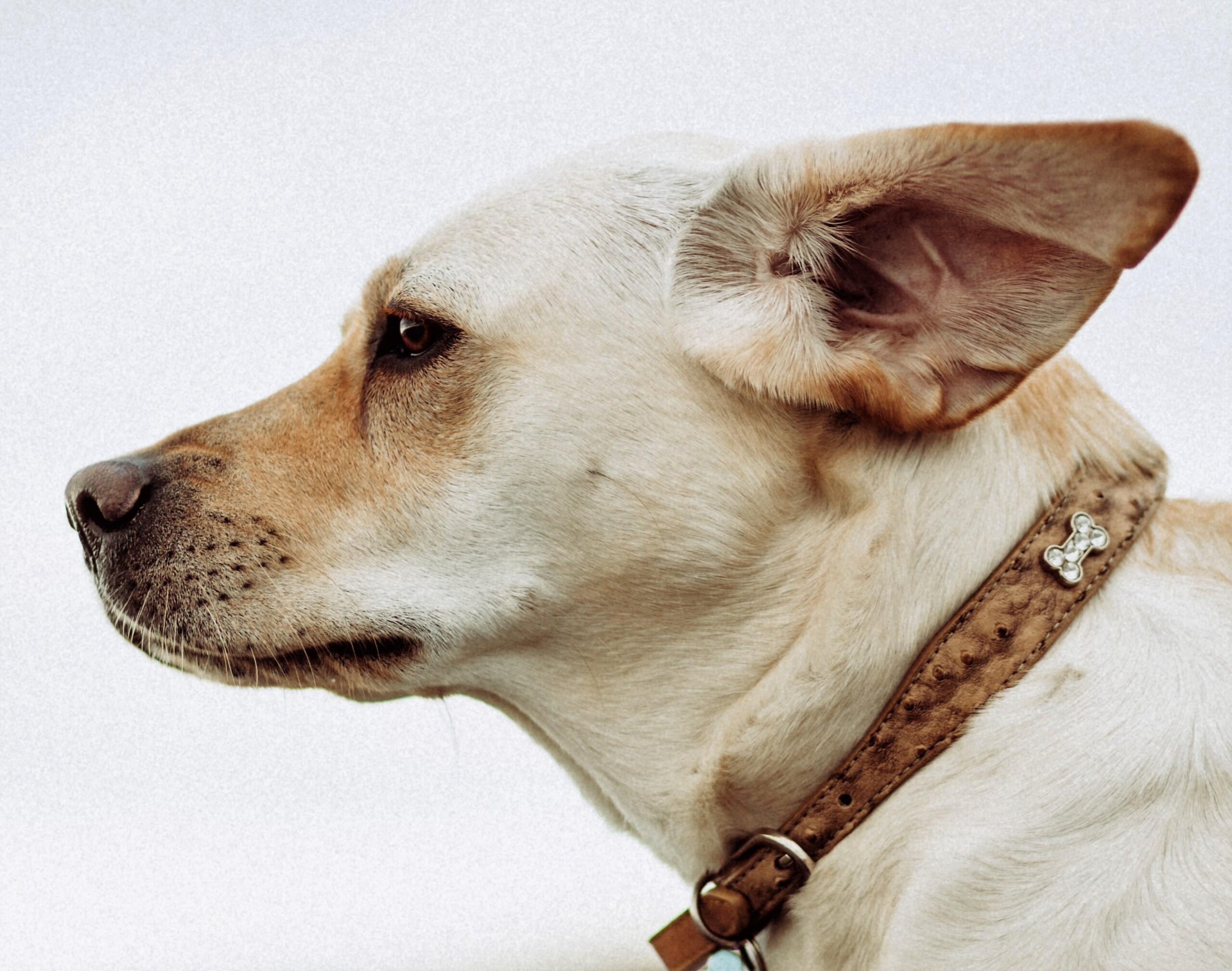 Remedios Caseros Para La Infección Del Oído en Perros