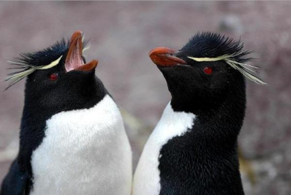 Los animales más leales a sus parejas: los pingüinos con cresta 
