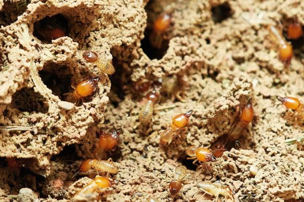 Los animales más leales a sus parejas: las termitas