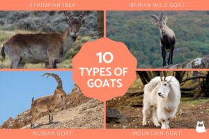 Tipos De Cabras Guía Completa