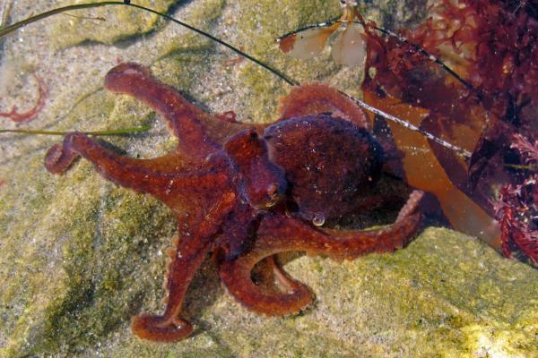 El mundo venenoso de los pulpos - Descubriendo las especies más mortíferas - Pulpo rojo del Pacífico oriental (Octopus rubescens)