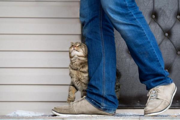 ¿Los gatos se sienten culpables?  - Signos de disculpa del gato - Te traen regalos
