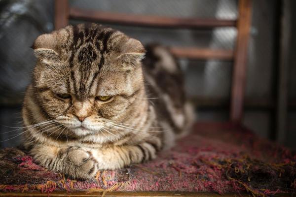 ¿Los gatos se sienten culpables?  - Signos de disculpa del gato - Evitar el contacto visual