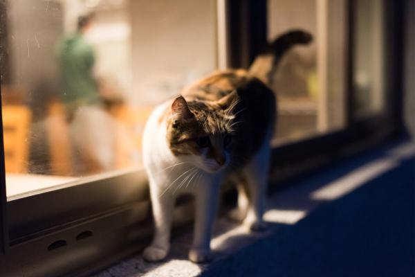 ¿Los gatos se sienten culpables?  - Signos de disculpa del gato - Entrecerrando los ojos y ronroneando