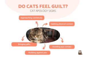 ¿los Gatos Se Sienten Culpables? Signos De Disculpa Del