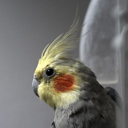 Acariasis en Aves: Síntomas Y Tratamiento