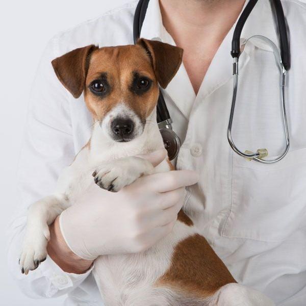 Quimioterapia en Perros: Lo Que Debes Saber