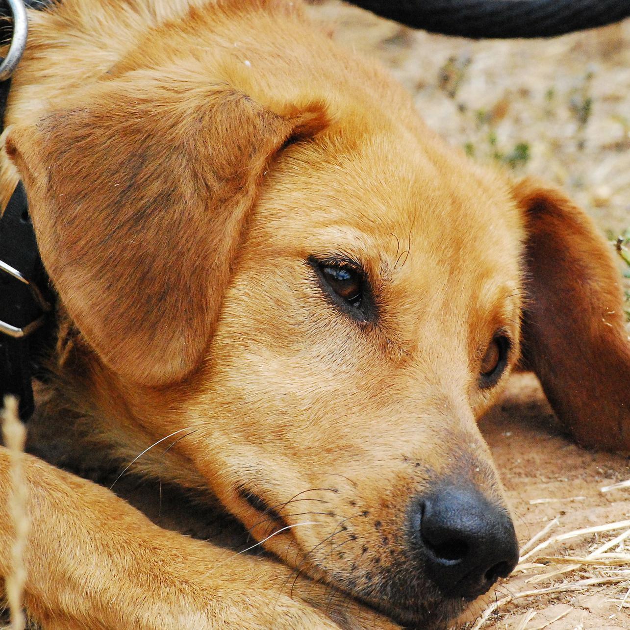 Intoxicación Por Ajo Y Cebolla en Perros: Síntomas Y Tratamiento