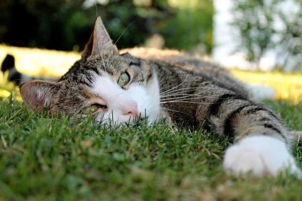 Intoxicación en gatos - Síntomas y primeros auxilios - Síntomas comunes de intoxicación en gatos