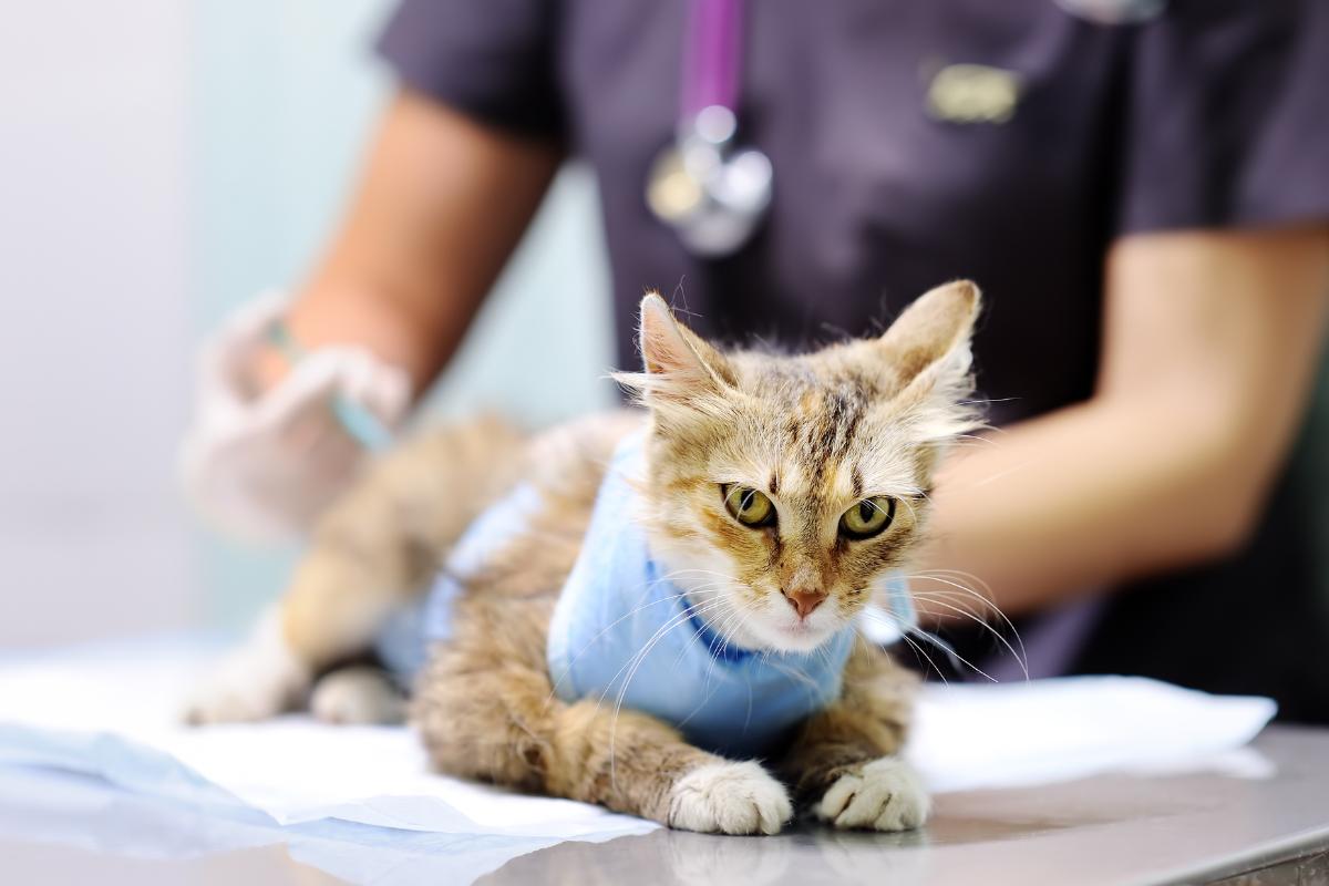 ¿se Pueden Dar Antibióticos Humanos a Los Gatos?
