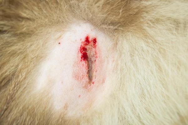 Cómo tratar las heridas de los perros en casa - Cómo curar la herida de la oreja de un perro
