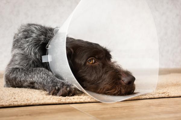 Cómo tratar las heridas de los perros en casa: ¿Cómo se trata una herida con pus en un perro?