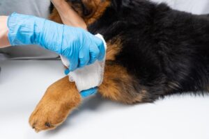 Cómo Tratar Las Heridas De Los Perros en Casa