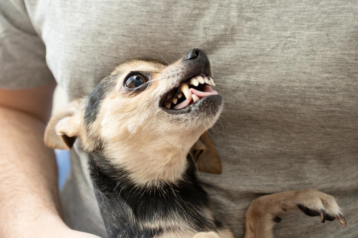 ¿por Qué Los Chihuahuas Son Tan Agresivos?